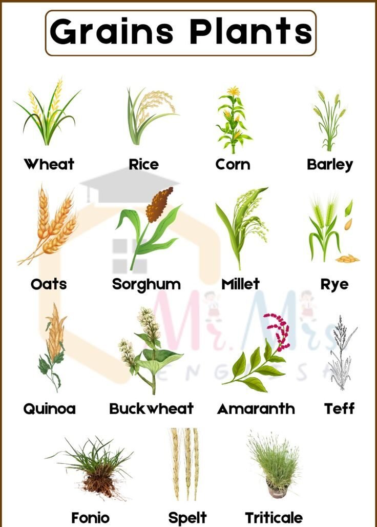 10 Reasons to Include Millets in Your Daily Diet